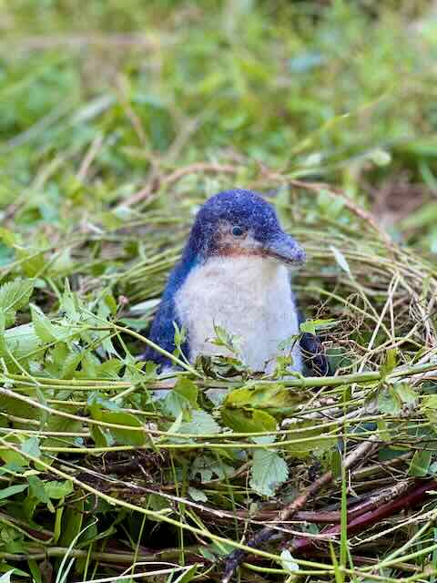 Felted Penguin in Weed Nest - Wisemans Bushcare