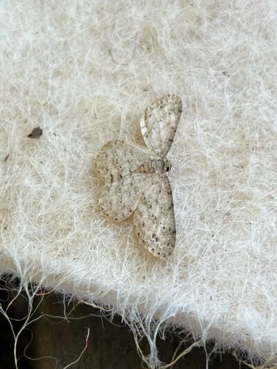 Felt, moth